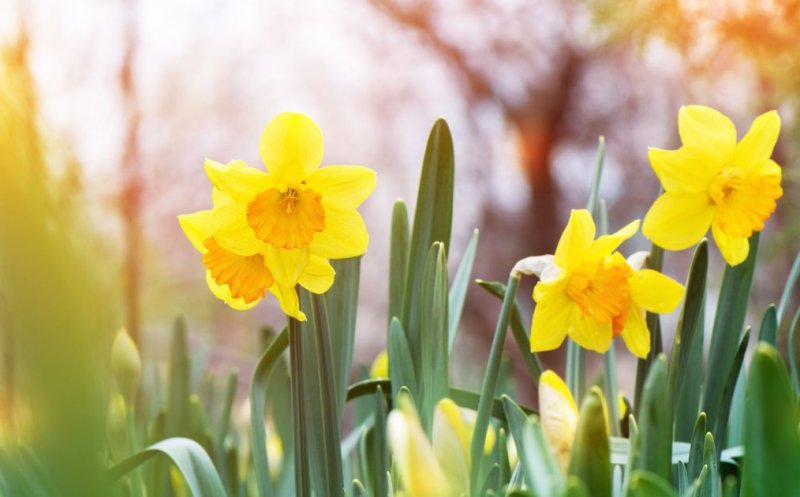 Meteorologii au actualizat prognoza pe luna aprilie! Cum va fi vremea de Florii