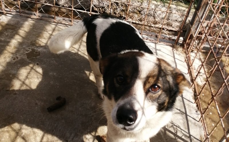 Peste 300 de câini fără adăpost din Cluj-Napoca, pregătiți să fie adoptați. Unde trebuie să mergi