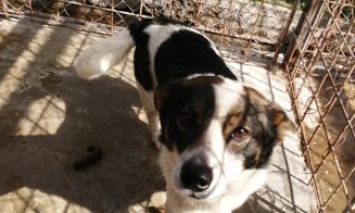 Peste 300 de câini fără adăpost din Cluj-Napoca, pregătiți să fie adoptați. Unde trebuie să mergi