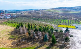 Copacii Carbochim se păstrează. Revin în același loc, într-un nou parc deschis către Someș, parte din proiectul de reconversie a fostei platforme indu