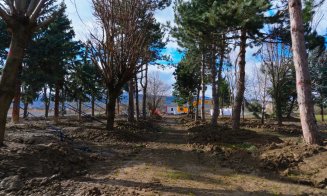 Copacii Carbochim se păstrează. Revin în același loc, într-un nou parc deschis către Someș, parte din proiectul de reconversie a fostei platforme indu