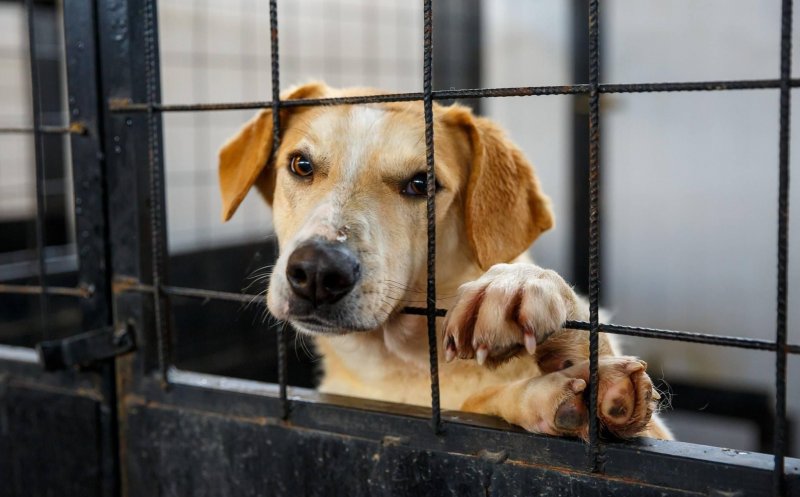 Adoptă un câine din Cluj-Napoca! Anul trecut, 90% din maidanezii capturați au fost adoptați