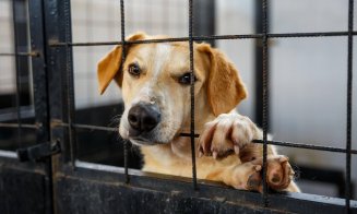 Adoptă un câine din Cluj-Napoca! Anul trecut, 90% din maidanezii capturați au fost adoptați