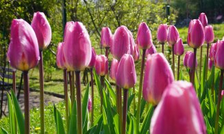 176 de soiuri de lalele colorează Grădina Botanică din Cluj-Napoca