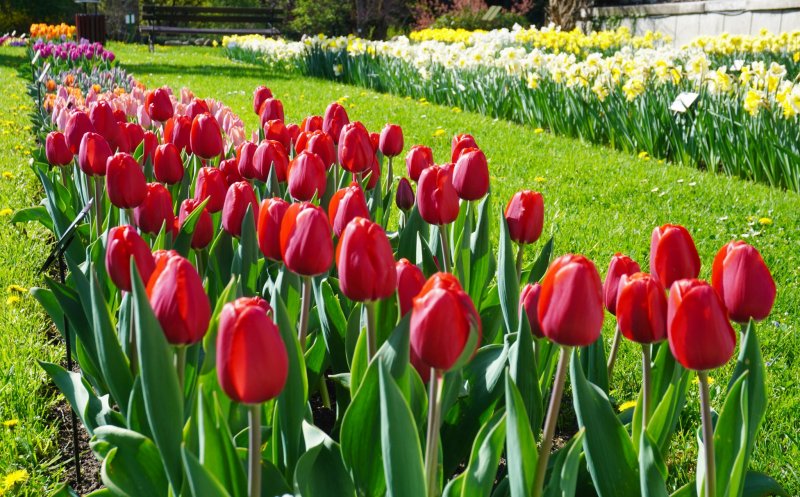 176 de soiuri de lalele colorează Grădina Botanică din Cluj-Napoca