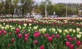 Primăvara își face simițită prezența la Cluj-Napoca