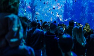 Prima expoziție Gustav Klimt prezentată în Cluj, la MINA Pop-Up, a fost văzută deja de peste 3.000 de clujeni, la Iulius Mall