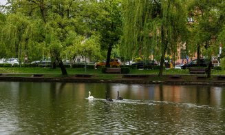 Povestea lebedelor din Cluj-Napoca - de la vis la tradiție