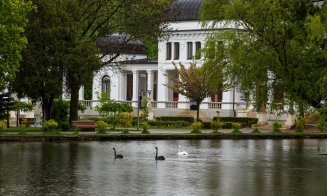 Povestea lebedelor din Cluj-Napoca - de la vis la tradiție