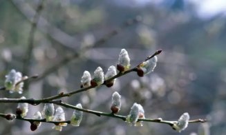 Duminica Floriilor. Tradiții și sărbători