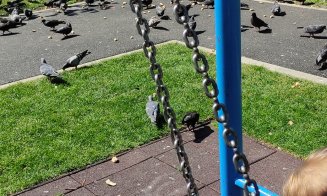 Supărare în Mănăştur: Rahat de porumbei peste tot în spaţiile de joacă pentru copii / Nişte amenzi i-ar potoli pe cei darnici la punga cu franzelă