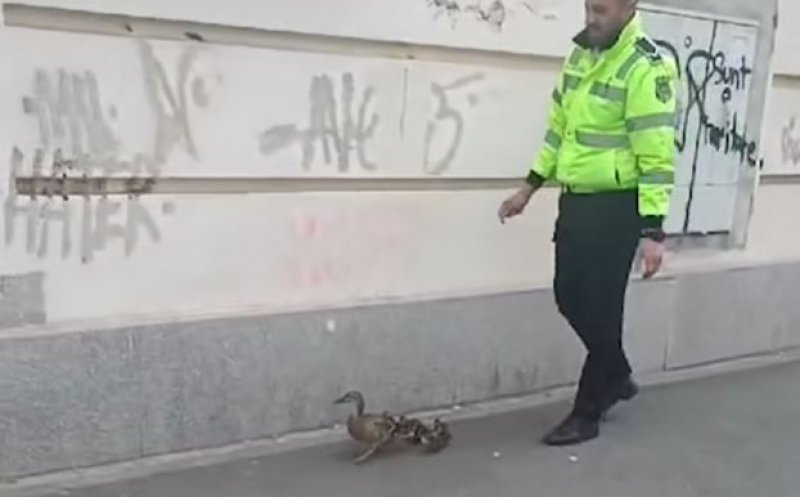 Imagini virale: Rățuște rătăcite pe o stradă din Cluj-Napoca, "escortate" de un polițist local