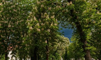 Cluj-Napoca: Parada castanilor înfloriți în Piața Ștefan Cel Mare