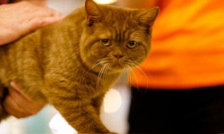 100 de pisici din rase deosebite vor participa în acest weekend, în Iulius Mall Cluj, la ediția jubiliară a WCF International Cat Show