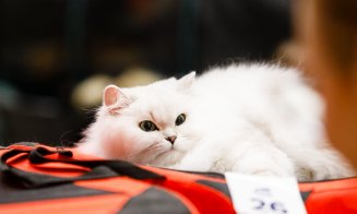 100 de pisici din rase deosebite vor participa în acest weekend, în Iulius Mall Cluj, la ediția jubiliară a WCF International Cat Show