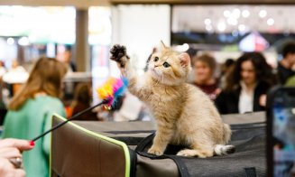100 de pisici din rase deosebite vor participa în acest weekend, în Iulius Mall Cluj, la ediția jubiliară a WCF International Cat Show