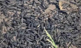 Someşul, plin de viaţă în Cluj-Napoca / "Îţi dai seama că un râu de munte nu e poluat când vezi asta în oraş"