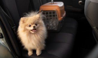 Cum să te pregătești eficient pentru vizita la medicul veterinar cu animalul de companie