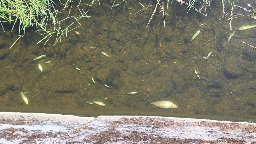 Dezastru ecologic în județul Cluj. Peşti morţi pe Valea Salcă din cauza deversărilor de la Parcul Balnear Toroc