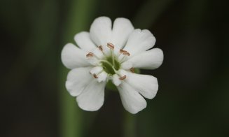 Frumusețea și unicitatea plantelor din România, la Grădina Botanică "Alexandru Borza" Cluj-Napoca