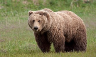 Alertă într-un sat din Cluj după ce un URS a fost văzut: "Rămâneți în locuințe!"