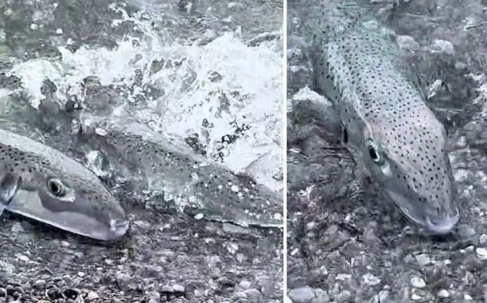 Panică pe plajă în Grecia după ce o specie extrem de otrăvitoare de pește a apărut la mal, printre oameni
