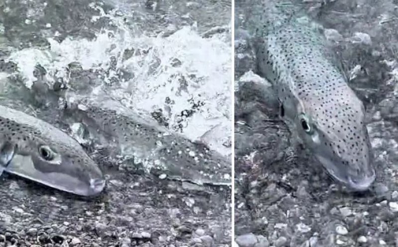 Panică pe plajă în Grecia după ce o specie extrem de otrăvitoare de pește a apărut la mal, printre oameni