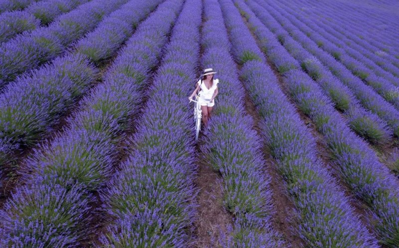 Cea mai mare cultură ecologică de lavandă din Transilvania: "Biolavanda te cheamă la ea" / Festival în weekend