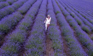 Cea mai mare cultură ecologică de lavandă din Transilvania: "Biolavanda te cheamă la ea" / Festival în weekend