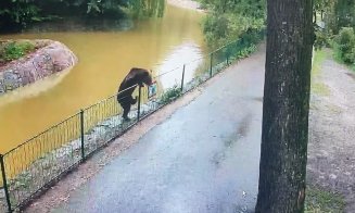 Un urs se plimbă LIBER de câteva nopți prin Grădina Zoologică Târgu Mureș și a sfâșiat o căprioară / Reprezentanții de la ZOO: ”Grădina este sigură pentru vizitare pe parcursul zilei. Vă așteptăm cu drag!”