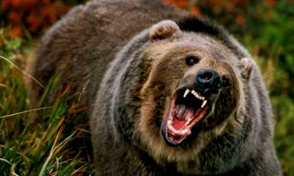 URSUL care a ucis turista de 19 ani i-a atacat de mai multe ori inclusiv pe salvatori / Animalul a fost împuşcat