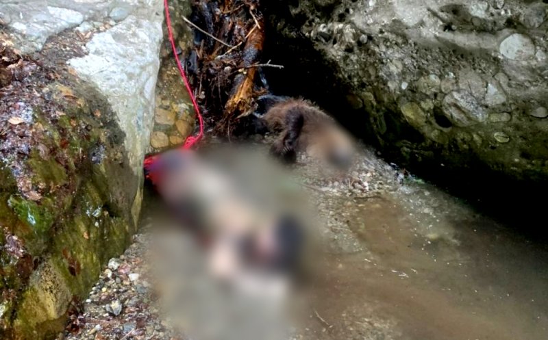 Fata de 19 ani UCISĂ de urs / Scene de groază povestite de salvamontiști: ”Am crezut că unul dintre colegii mei a murit”