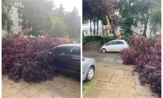 Copaci căzuți peste mai multe mașini în Cluj-Napoca. Municipiul este sub Cod galben de furtună