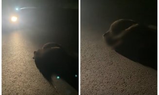 Pui de URS, lovit de o mașină pe un drum din Cluj. Animalul a murit în urma impactului