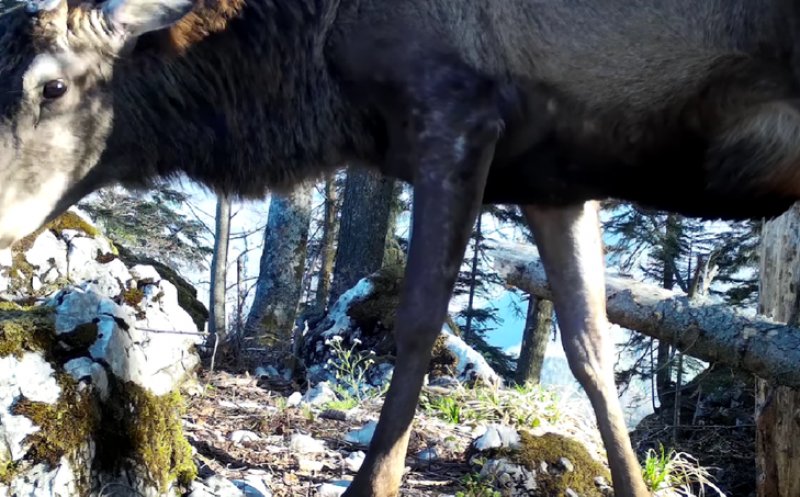 Imagini cu un cerb, surprinse în Parcul Natural Apuseni