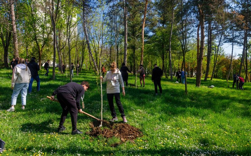 3.769 arbori cu balot au fost plantați la Cluj-Napoca în perioada 2023-2024