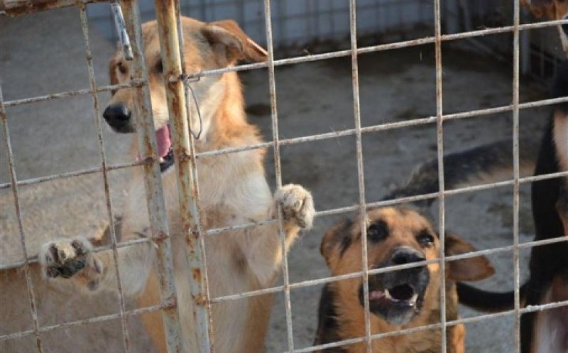 Cluj-Napoca: Program de sterilizare a câinilor și pisicilor cu și fără stăpân