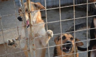 Cluj-Napoca: Program de sterilizare a câinilor și pisicilor cu și fără stăpân