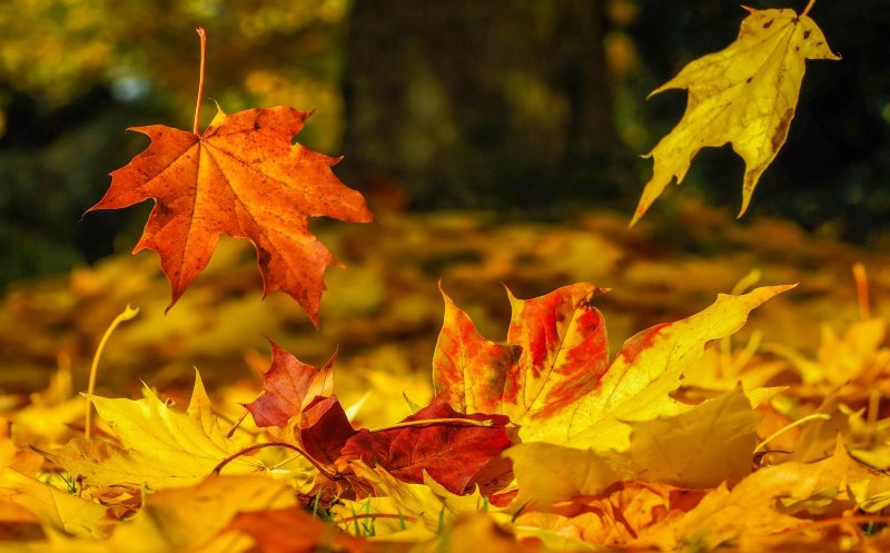 Temperaturi uşor mai ridicate decât cele specifice, în următoarea perioadă. Săptămâna 9 - 16 septembrie va fi ploioasă