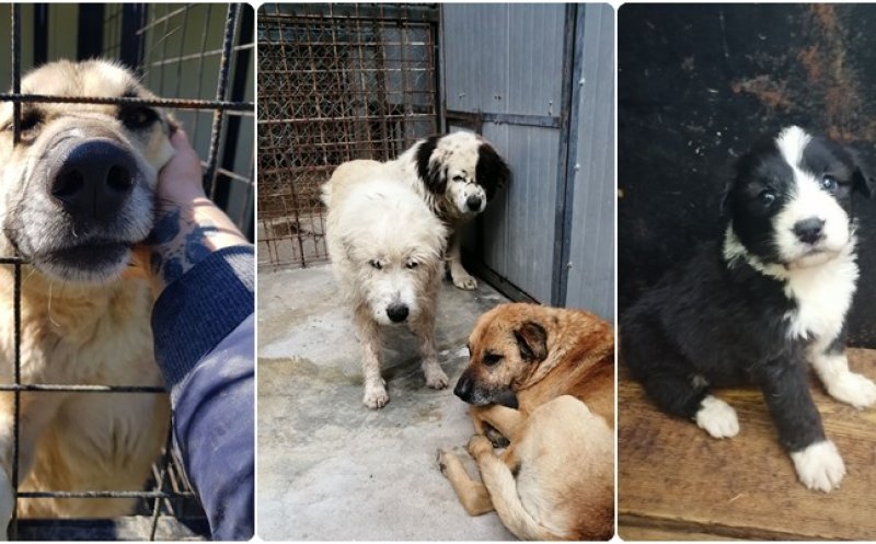La Cluj-Napoca nu se eutanasiază. Peste 300 de câini, gata pentru adopție