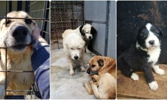 La Cluj-Napoca nu se eutanasiază. Peste 300 de câini, gata pentru adopție