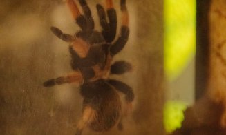Pitoni, boa constrictor, țestoase aligator și tarantule gigant sunt atracțiile ce pot fi văzute în cadrul expoziției din Iulius Mall Cluj până duminic