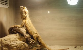 Pitoni, boa constrictor, țestoase aligator și tarantule gigant sunt atracțiile ce pot fi văzute în cadrul expoziției din Iulius Mall Cluj până duminic
