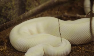 Pitoni, boa constrictor, țestoase aligator și tarantule gigant sunt atracțiile ce pot fi văzute în cadrul expoziției din Iulius Mall Cluj până duminic
