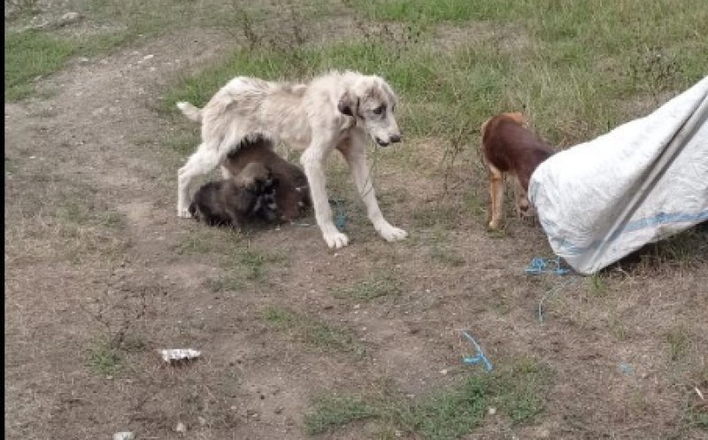 Cluj: Anchetă a Poliţiei după ce o căţea în stare deplorabilă a fost găsită abandonată alături de cei trei pui ai ei, cu un sac în care se afla alt câine, agăţat de gât