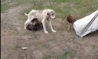 Cluj: Anchetă a Poliţiei după ce o căţea în stare deplorabilă a fost găsită abandonată alături de cei trei pui ai ei, cu un sac în care se afla alt câine, agăţat de gât