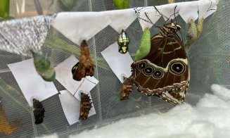 Magia fluturilor tropicali, la Grădina Botanică „Alexandru Borza”