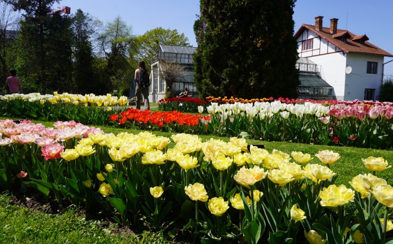 Bulbi de lalele, la 2 lei, din Grădina Botanică „Al. Borza”