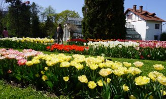 Bulbi de lalele, la 2 lei, din Grădina Botanică „Al. Borza”