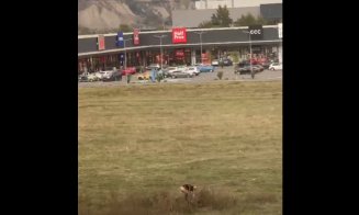 Își face nevoile, ziua în amiaza mare, pe câmpul de lângă noul mall